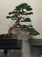 Juniperus 1
