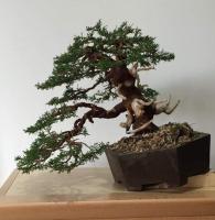 Juniperus 3b