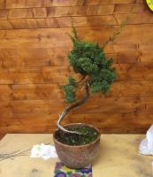 Juniperus litterati a