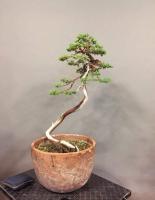 Juniperus litterati b