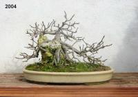 Ficus car 04f
