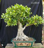 Ficus ret 2014