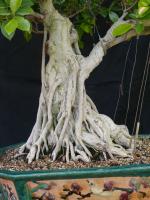Ficus ret 2014b