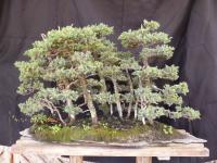 Juniperus zat 2014