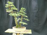 Ulmus parv1 2015