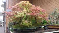 Acer palmatum boschetto b