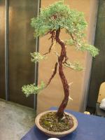 Juniperus 4