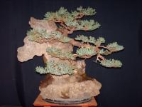 Juniperus procumbens 4