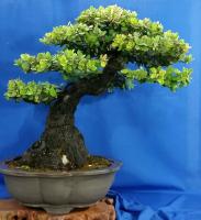 Quercus ilex 2