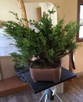 Juniperus 3a