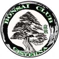 Bonsai Club Cisterna