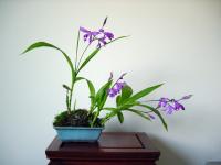 Bletilla striata