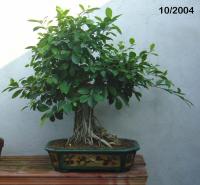 Ficus ret 04b