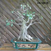 Ficus ret  2010