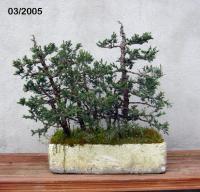 Juniperus zat 2005
