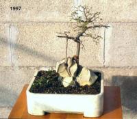 Ulmus parv roccia 1997 