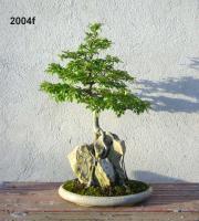 Ulmus parv roccia 2004