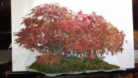 Acer palmatum boschetto a