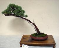 Juniperus chinensis 1
