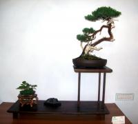 Juniperus chinensis 2007